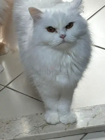 Lili 3 years old looking to rehome