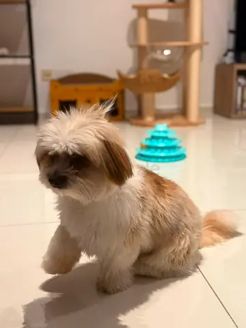 $%& Tzu Puppy Dog 8 Months Old