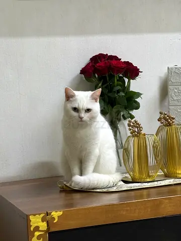White cat