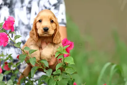 Cocker Spaniel puppy looking for a new home