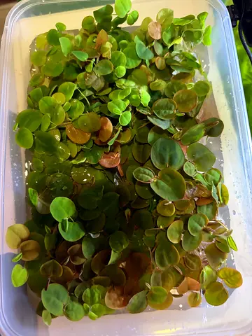 Hornworth and red root floating plants