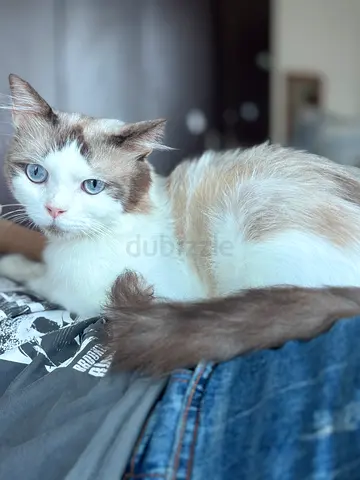 Ragdoll mix male cat looking for a temporary home