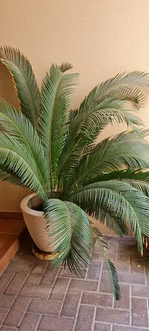 Over 5 feet tall, 8 years old mature cycas with fibreglass pot and plate