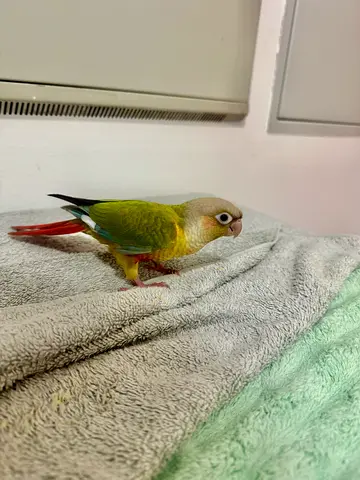 Friendly american dilute/pineapple conure - tame young bird
