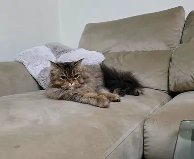 Persian Cat
