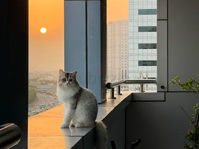 Beautiful 12 months Old Female Persian Cat