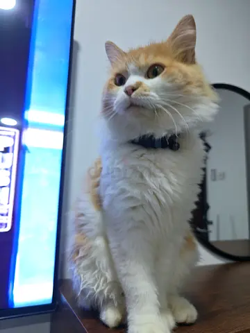 Friendly long-haired ginger & white kitten. He is 7 months old very playful and very cuddley