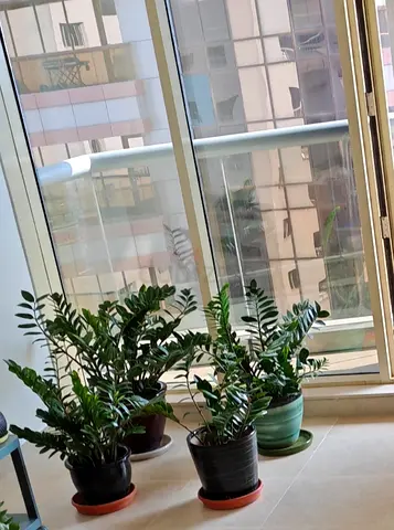 Four Pots of ZZ plants with Ceramic Pots