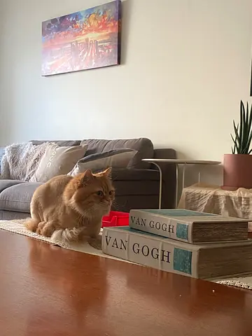 Friendly ginger cat looking for a new home (female, spayed and vaccinated )