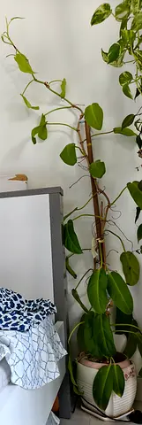 Philodendron Neon