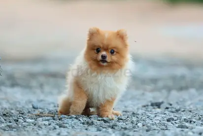 Young Pomeranian puppy - friendly, small, vaccinated