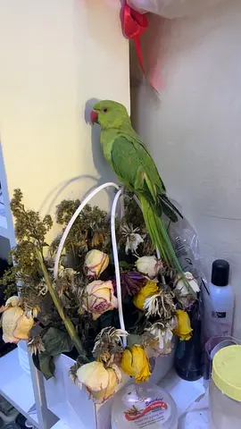 Green parrot hand tamed
