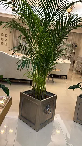 Various house plants