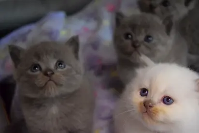 Litter of Friendly Kittens — Ready for New Homes