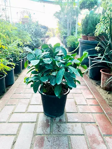 Live Gardenia Plant (6L Pot)