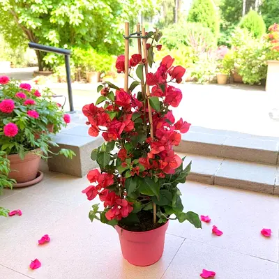 Vibrant Bougainvillea Plant in Nursery Pot, 40cm Height