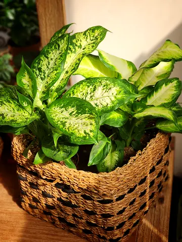 Plant bundle (dieffenbachia compacta and dieffenbachia camilla) in seagrass basket