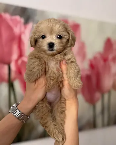 Adorable Puppy for Adoption