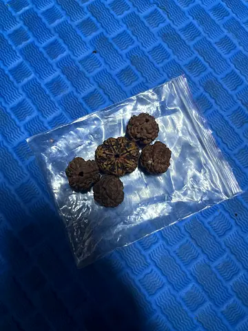 Set of 5 Rudraksha 1pc 7 faces, 4pcs 3 faces