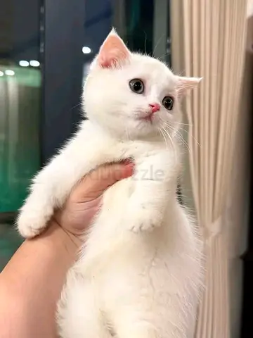 White pure breed British shorthair