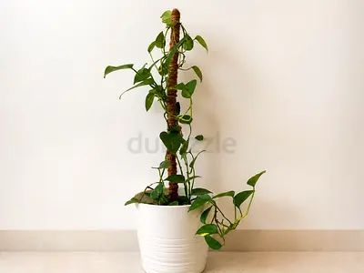 Moving sale: Indoor potted plants collection (Money plant, ZZ, Pothos, Prayer plant)