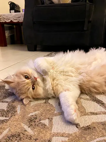 persian girl cat looking for a new home for travel purposes