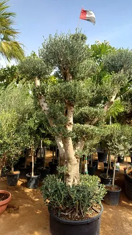 Large Potted Olive Tree - Mature, Pruned Bonsai Style