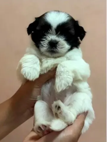 Adorable Shih Tzu Puppy
