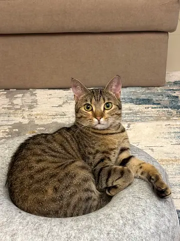 Sweet female cat, Zola, for free adoption