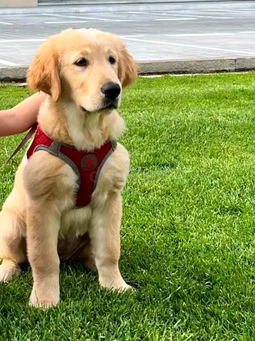 Pet for adoption