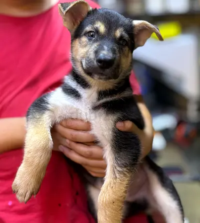 ⭐ German Shepherd female puppy 2-Months old ⭐