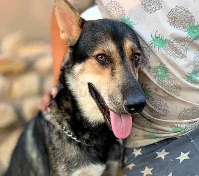 ⭐ German Shepherd ⭐ male - 11 months old, ready to find his new home.