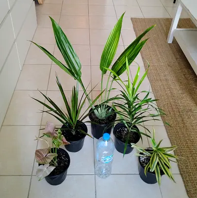 Take all 5 easy to take care indoor plants Final price , last price , best price 80 dhs only