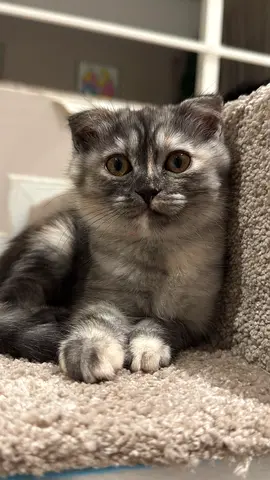 2 Month Scottish Fold Kitten