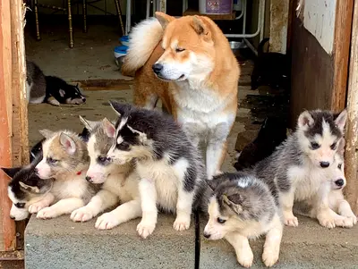 ⭐ Siberian Husky ⭐ 2 ½ month old, very friendly, playful