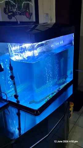 Fish Aquariums with Accessories