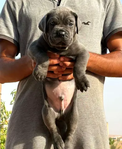 Italian puppy