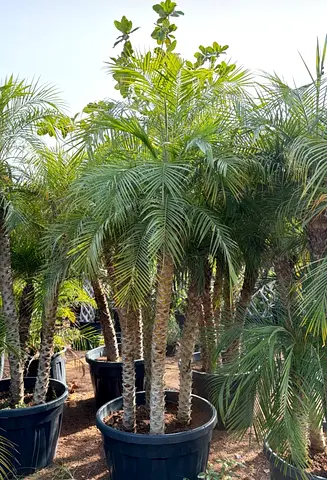 Potted Palm Trees - Healthy Multi-trunk Specimens for Garden