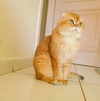 Russian country golden chinchilla ny12 male cat