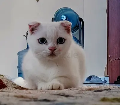 Scottish Fold for Adoption white color