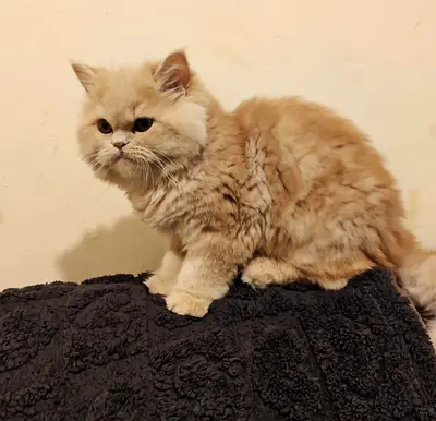 Cat for adoption