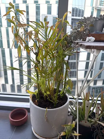 Potted indoor/outdoor bamboo plant in ceramic pot — ready for pickup