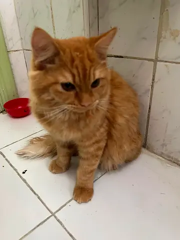 Ginger Long-Haired Cat