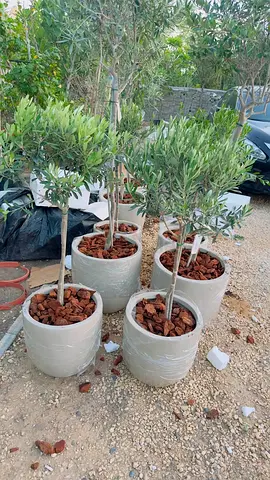 Set of 4 Potted Olive Trees in Ceramic Planters — Ready for Garden