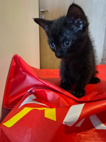 Loving Homes Needed for 2 Rescue Kittens 🐾❤️