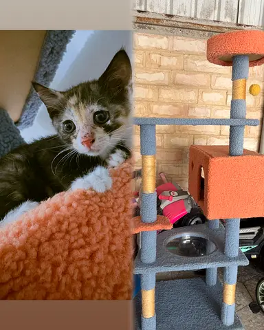 Little kitten , needs home