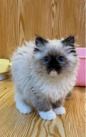Beautiful Ragdoll Kitten with Stunning Blue Eyes