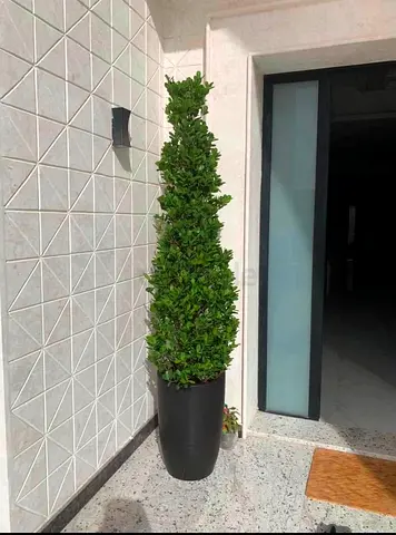 Tall Decorative Potted Topiary - Perfect for Entrance or Patio