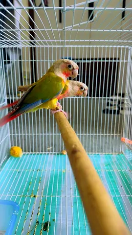 Conure - Breeding Pair