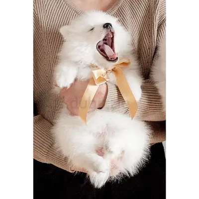 Japanese Spitz puppies